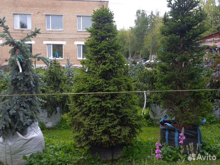 Ель пигмея 125-150