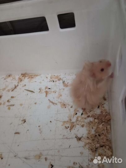 Сирийский (ангорский) хомяк
