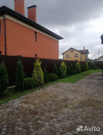 Можжевельник Блю Эрроу с доставкой с полей