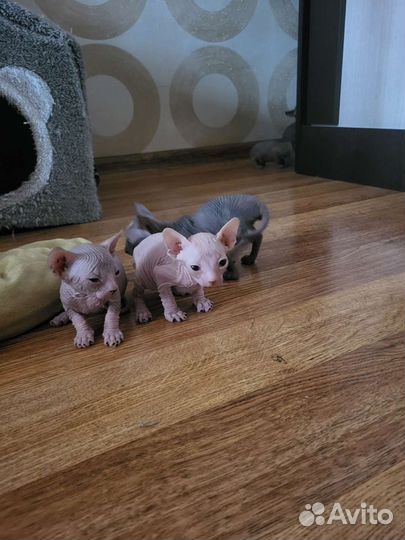 Канадский сфинкс котята