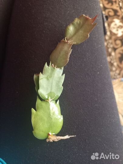 Декабрист шлюмбергера желтый