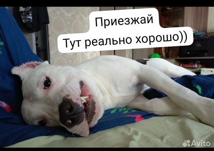 Передержка гостиница для собак