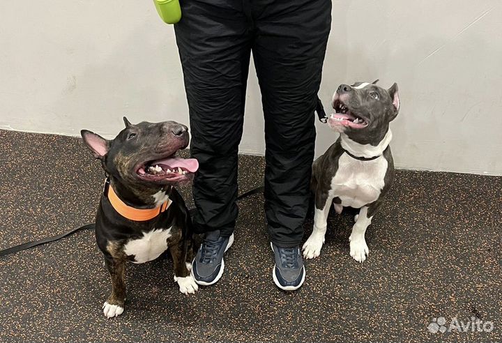 Дрессировка собак