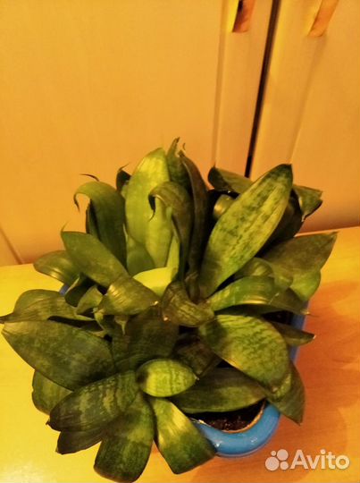 Комнатные цветы. Сансевьера и денежное дерево