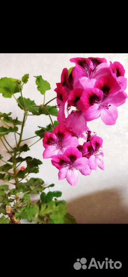 Герань, хлорофитум