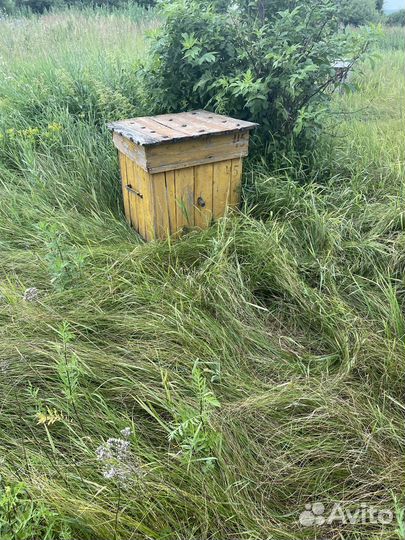 Продаются пчелиные улья