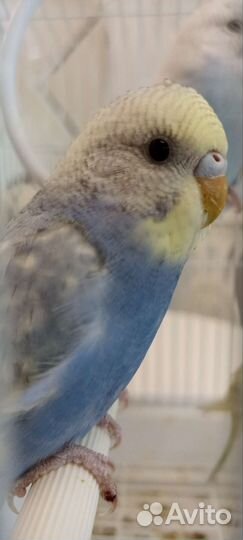 Попугай волнистый, самцы и самки