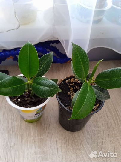 Комнатные растения