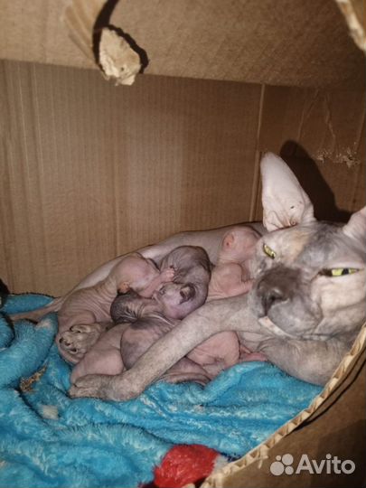 Донской сфинкс котята