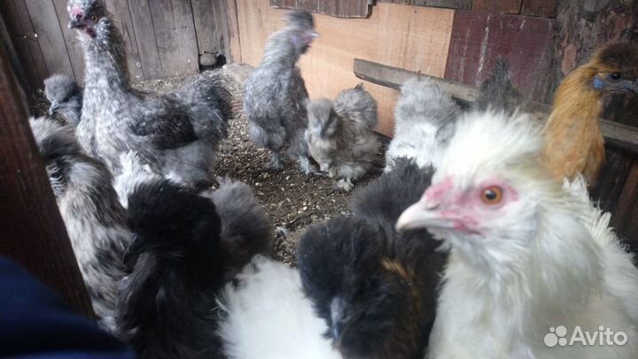 Китайская шелковая