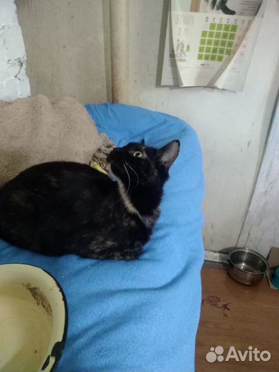 Кошка Мусинда ищет дом