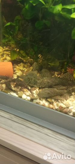 Сомики анциструсы