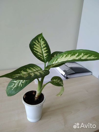 Диффенбахия