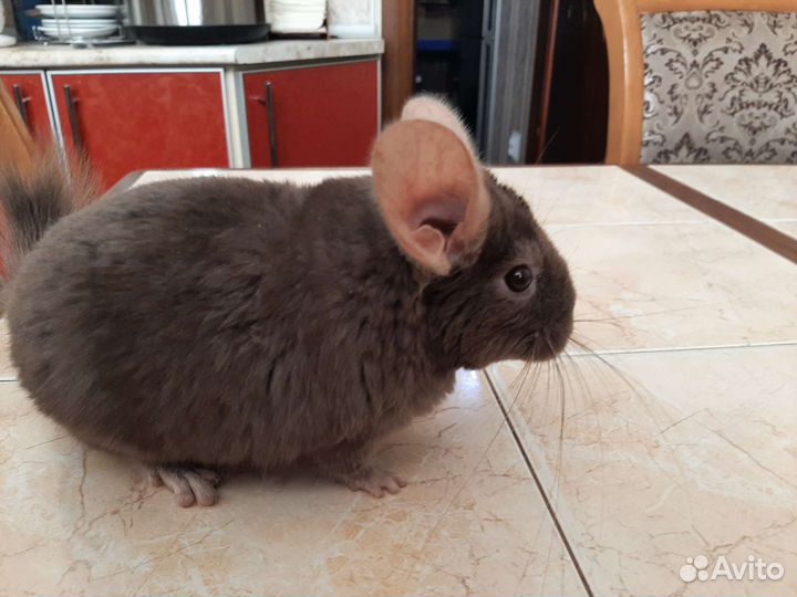 Шиншилла