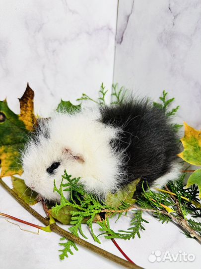 Морские свинки тедди