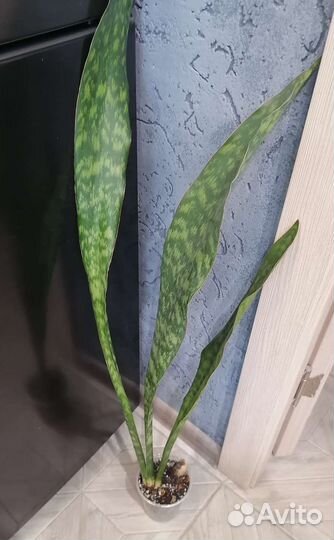 Цветы : Сансевиерия
