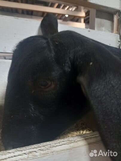 Коза нубийская