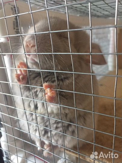 Шиншилленок