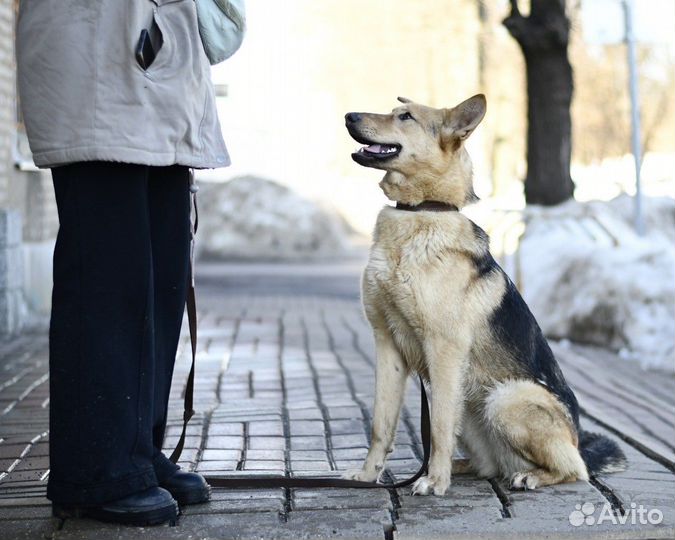 Собака в вольер в добрые руки