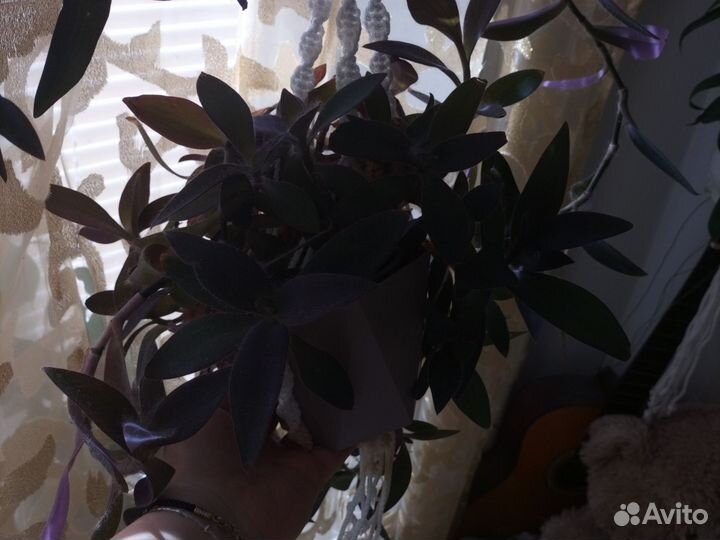 Традесканция фиолетовая