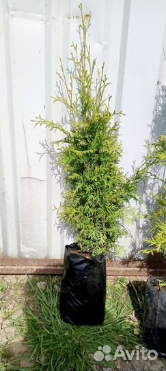 Хвойные растения