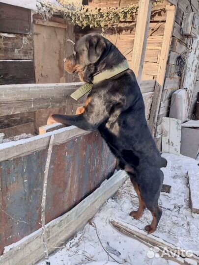 Вязка ротвейлера(мальчик)