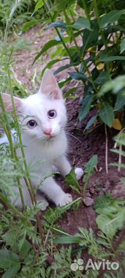 Отдам маленького котенка в добрые руки