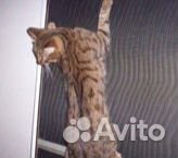 Сетки на окна Антикошка, Антикоготь, Антиклюв