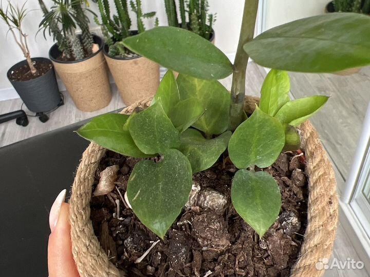 Замиокулькас с горшком