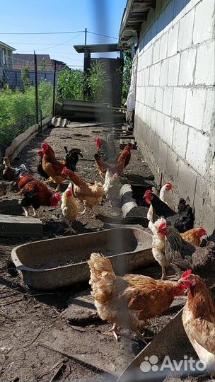Куры несушки и петухи