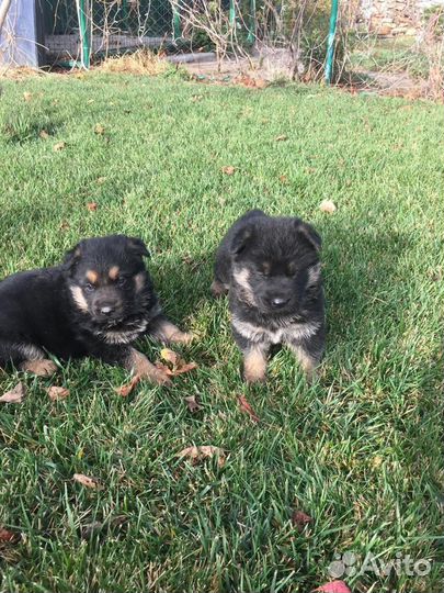 Щенки немецкой овчарки