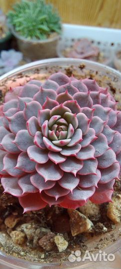 Суккуленты