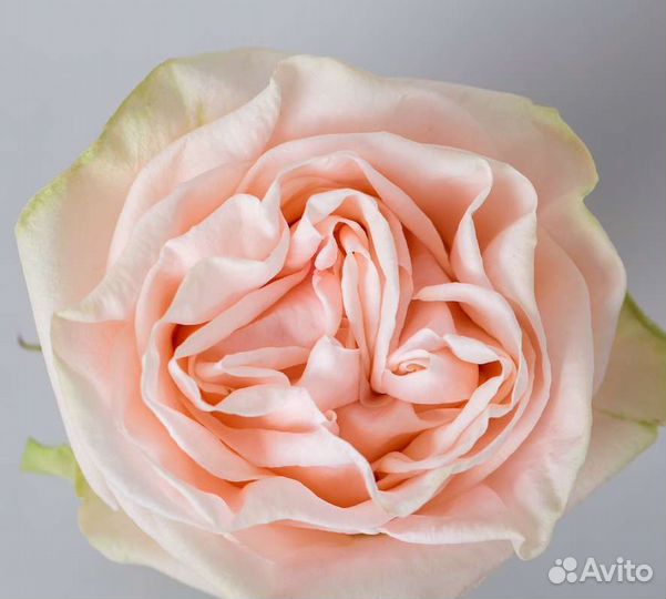 Розы Пионовидные букет