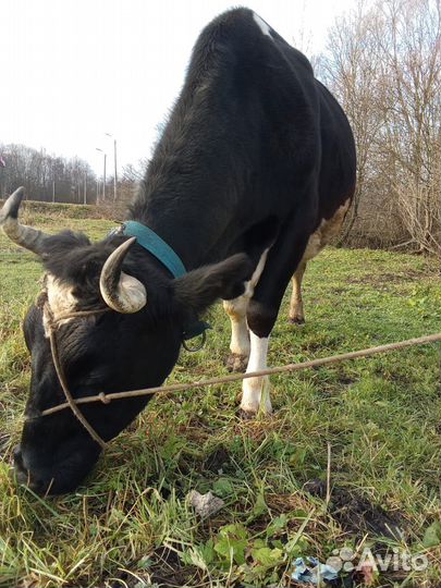 Продам корову чёрно-пестрой породы