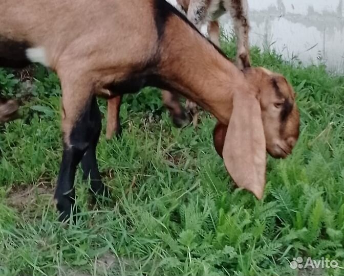 100 англо-нубийские козлята