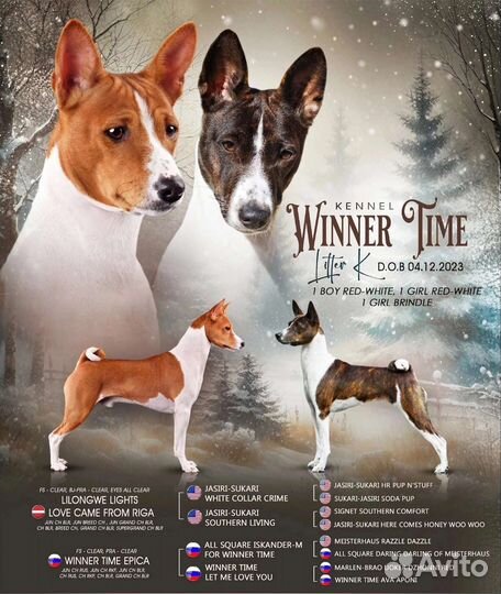 Щенки басенджи