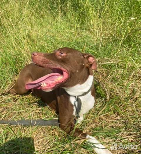 Питбуль в добрые руки