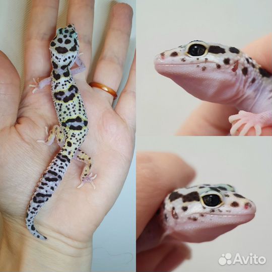 Эублефары сезон 2023