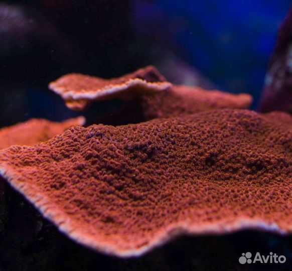 Морские кораллы