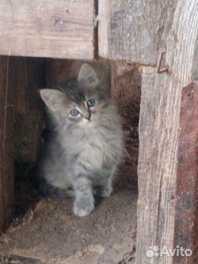 Котенок 2 месяца