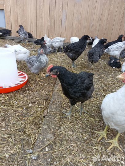 Молодые петушки на племя