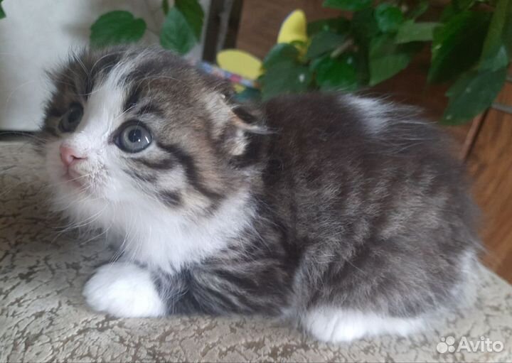 Вислоухий котенок