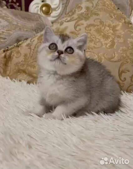 Котята шиншилла золотая и серебристая