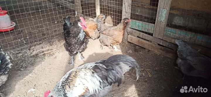 Инкубационное яйцо породистых кур