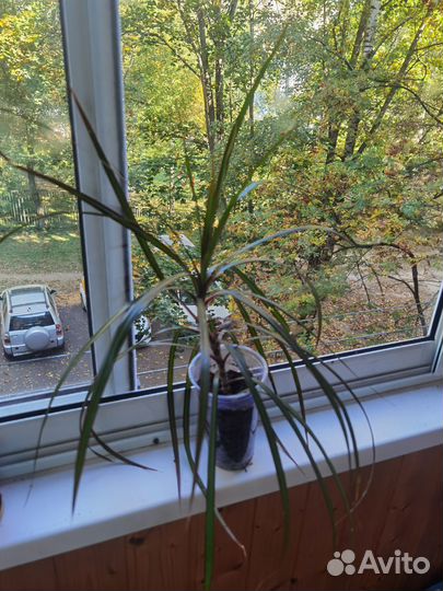 Драцена отростки