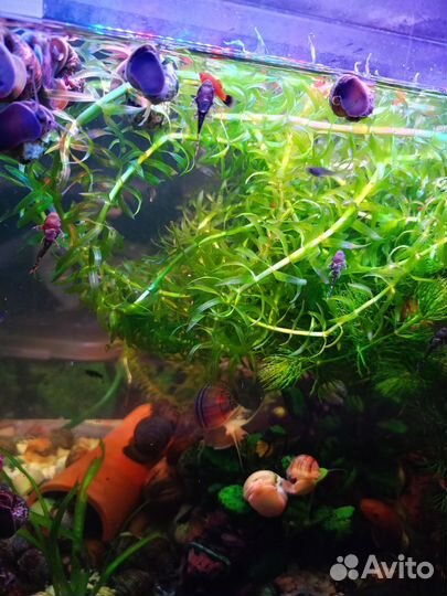 Сомики анцитрусы