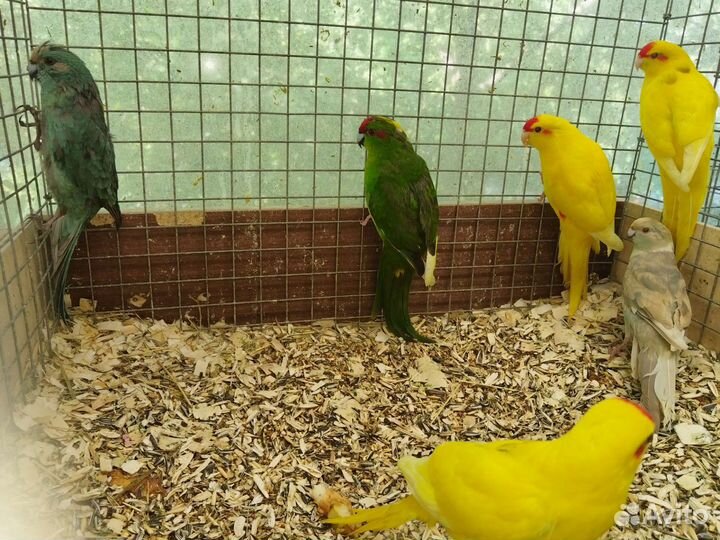 Попугай Какарик 3мес