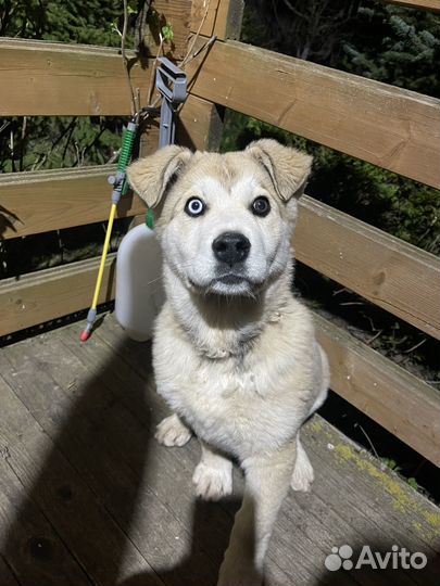 Щенки хаски