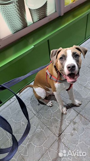 Передержка собак и кошек