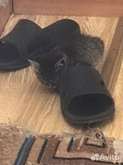 Котенок